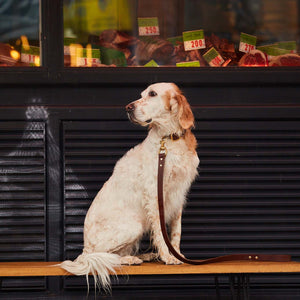 A Dog Owners Guide to Shopping with your Dog