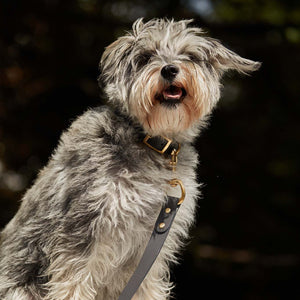 kintails grey leather dog collar