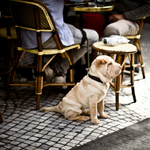 Dog Owners guide to Eating out with your dog
