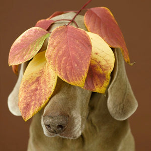 Autumn Adventures with Your Dog: Tips for a Safe and Fun Season