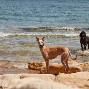 Summer Care Tips for Your Dog | Keeping Your Canine Cool and Safe