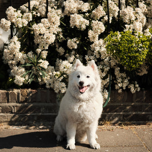 Navigating Spring: A Guide for Dog Owners to Seasonal Hazards