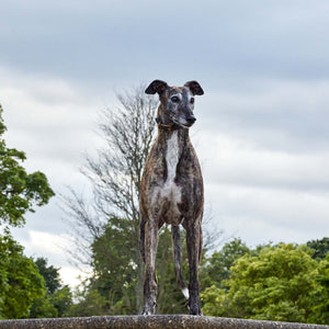 kintails grey leather sighthound dog collar